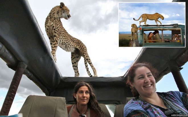 Clara Vela và các bạn của mình là Matiola Liberal và Jorge Alesanco đang đi tham quan trong xe ôtô thì bắt gặp hai con báo đốm. (Nguồn: Caters News Agency)