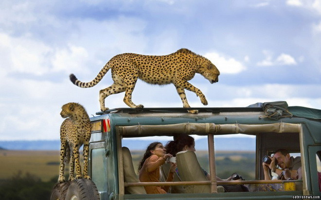 Các chú báo thản nhiên trèo lên xe ôtô. (Nguồn: Caters News Agency)