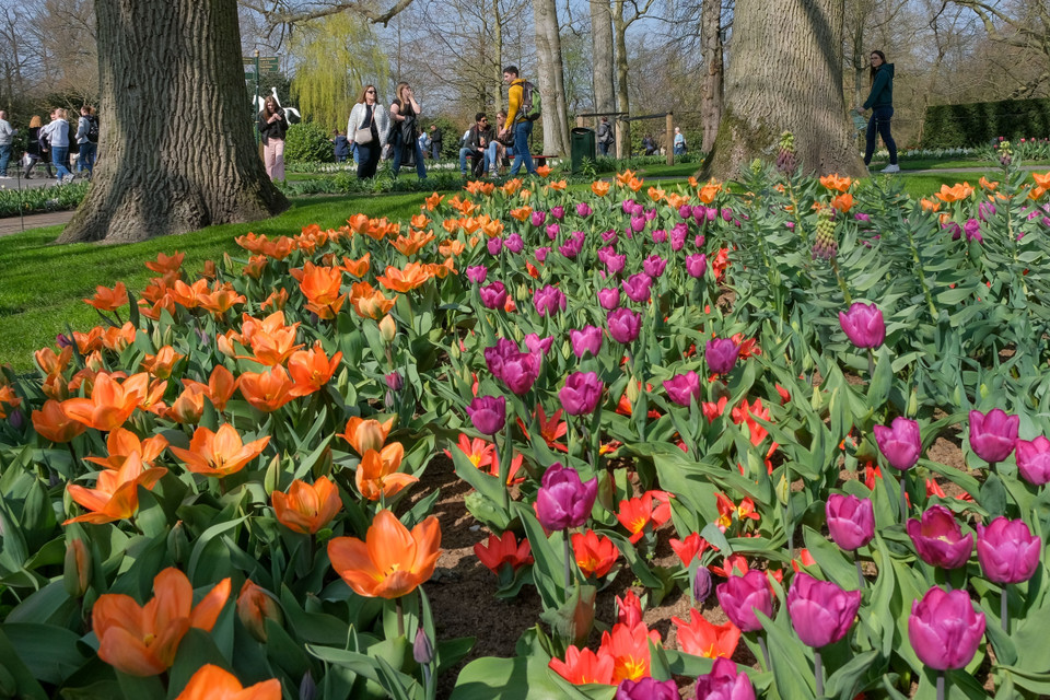 Hoa tulip khoe sắc tại vườn hoa Keukenhof ở Lisse, Hà Lan, ngày 26/3/2022. (Ảnh: THX/TTXVN)