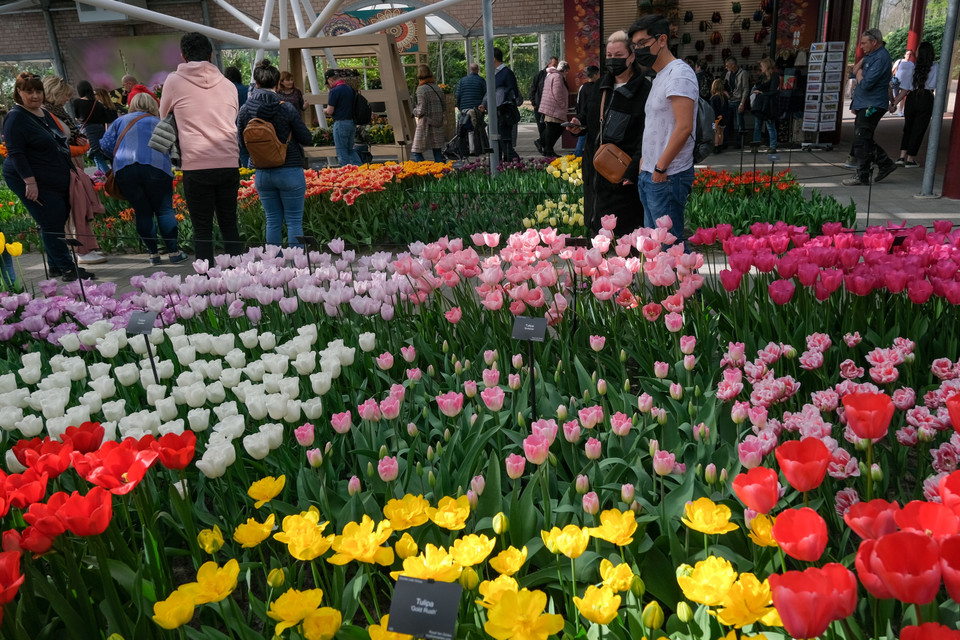  Nơi đây được xem là "thiên đường" của hoa tulip và cũng là vườn hoa lớn nhất thế giới mà ai cũng muốn một lần được đến tận nơi chiêm ngưỡng các loài hoa. (Ảnh: THX/TTXVN)