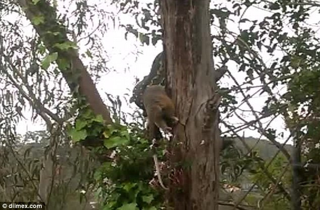 Con thú có túi ôpôt không thể chống cự được sức mạnh đáng sợ của chú trăn. (Nguồn: Diimex)