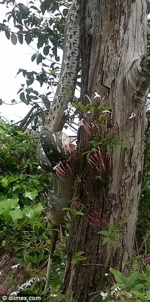 Chú trăn cuốn chặt con thú có túi ôpôt trước khi nuốt chửng miếng mồi. (Nguồn: Diimex)