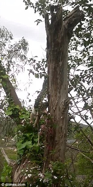 Chú trăn cuốn chặt con thú có túi ôpôt trước khi nuốt chửng miếng mồi. (Nguồn: Diimex)