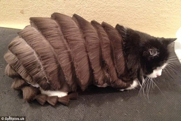 Em là ấu trùng mèo chuẩn bị ra khỏi kén. (Nguồn: dailymail)