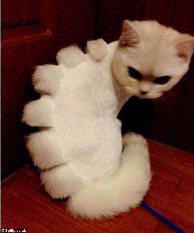 Ai bảo khủng long đã tuyệt chủng, vẫn còn em khủng long trắng yêu kiều này đây. (Nguồn: dailymail)