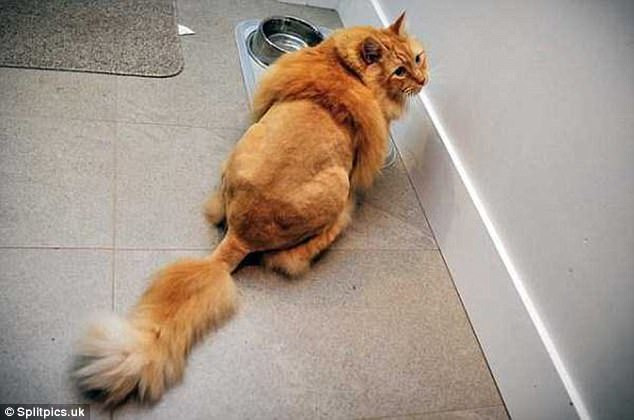 Đang tỉa lông dở thì thợ cạo chạy đâu mất rồi. (Nguồn: dailymail)