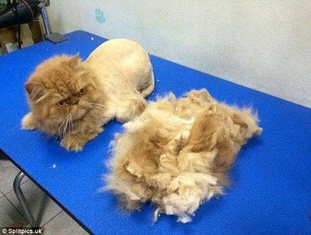 Ánh nhìn tiếc nuối với chiếc áo choàng lộng lẫy ngày nào. (Nguồn: dailymail)