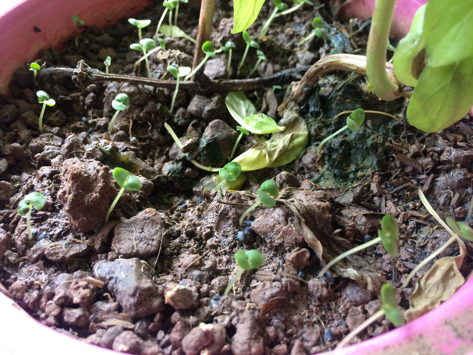 Ngoài ra, bạn có thể trồng rau húng từ hạt giống. Nhưng cách trồng này sẽ mất nhiều thời gian hơn. (Nguồn: Vietnam+)