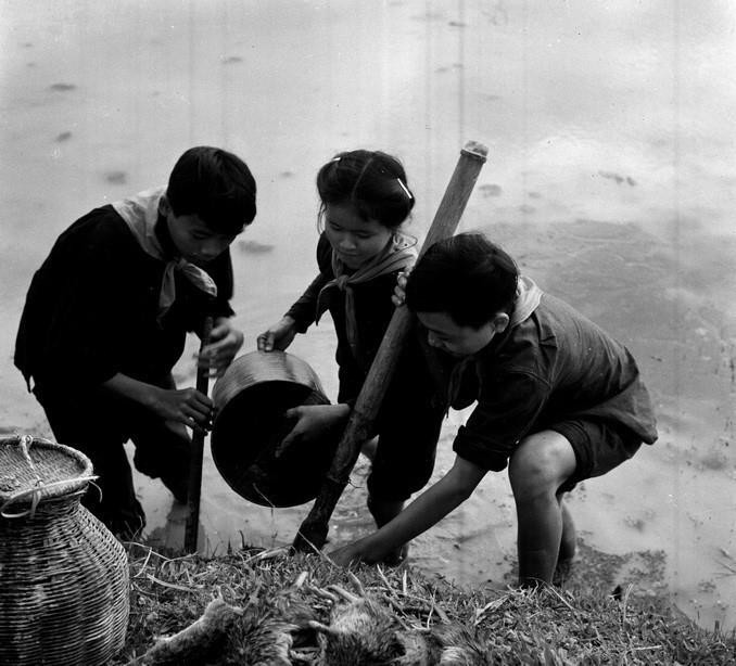 Hưởng ứng phong trào thi đua làm 1000 việc tốt, thiếu niên xã Hồng Lĩnh (Nghệ An) góp sức nhỏ bảo vệ sản xuất như bắt chuột bảo vệ lúa và hoa màu (1966). (Ảnh: Vũ Hanh/TTXVN)