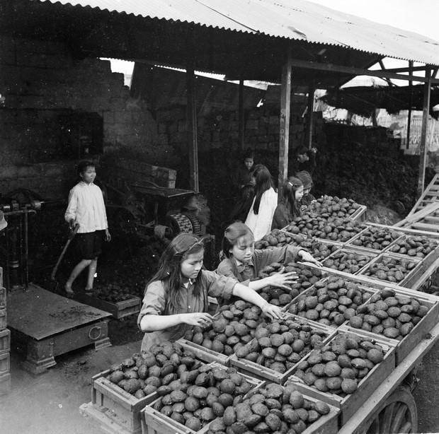 Thiếu nhi Trường miền Nam 6 làm trên 2 tấn than quả bàng để bán gây quỹ Kế hoạch nhỏ"(1958). (Ảnh: TTXVN)