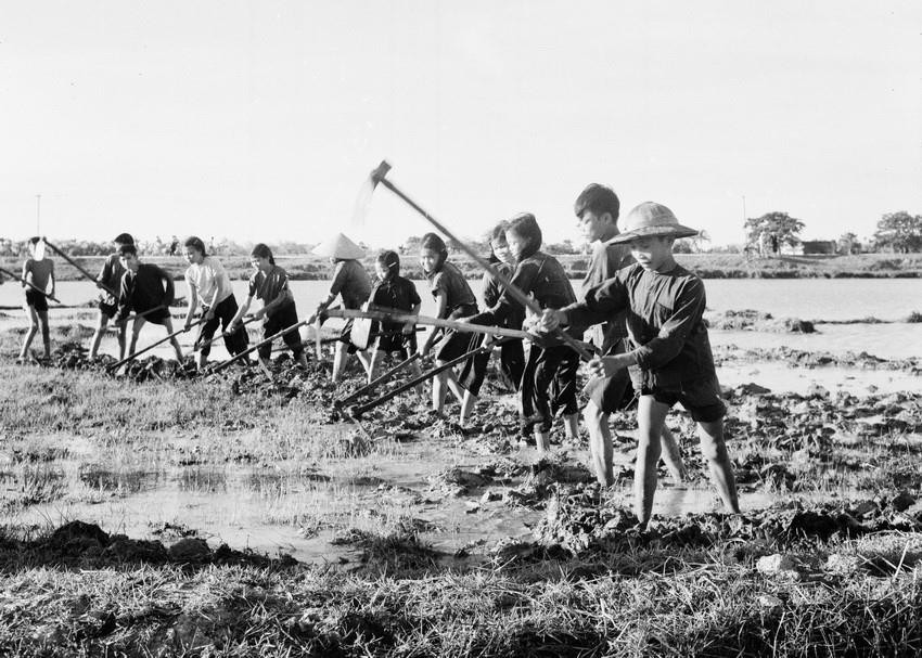 Học sinh lớp 4 trường Châu An, huyện Quảng Châu (Thanh Hóa) tham gia sản xuất trong dịp hè (7/1958). (Ảnh: Vũ Tín/TTXVN)