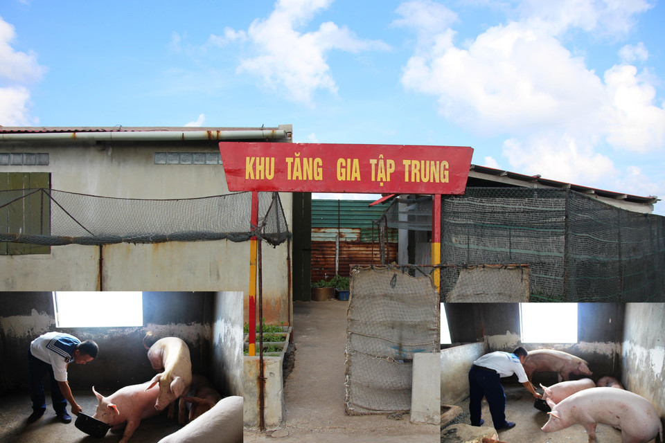 Không chỉ trồng rau xanh, chăm cây cảnh để tạo cảnh quan giữa trùng khơi, cán bộ, chiến sỹ trên quần đảo Trường Sa còn tích cực triển khai những mô hình chăn nuôi gia súc, gia cầm hiệu quả, góp phần cải thiện bữa ăn, đảm bảo sức khỏe. (Ảnh: Hùng Võ/Vietnam+)