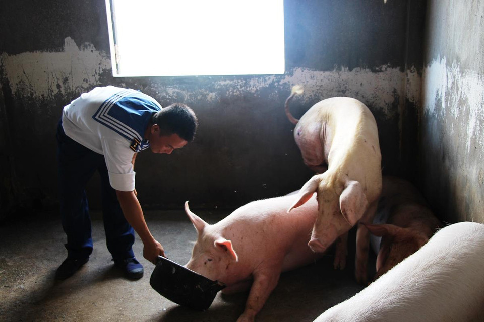 Chỉ từ vài con lợn giống từ đất liền đưa ra đảo An Bang, nay đã đã được nhân giống thành đàn với đủ các loại lợn thịt, lợn nái, lợn giống... (Ảnh: Hùng Võ/Vietnam+)