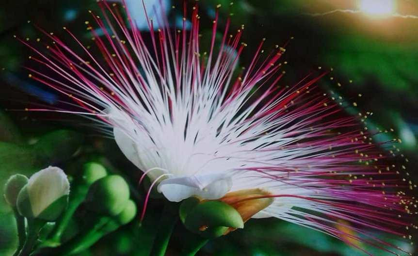 Hoa bàng vuông được xem là "nữ hoàng sắc đẹp" ở Trường Sa. (Ảnh: Hùng Võ/Vietnam+)