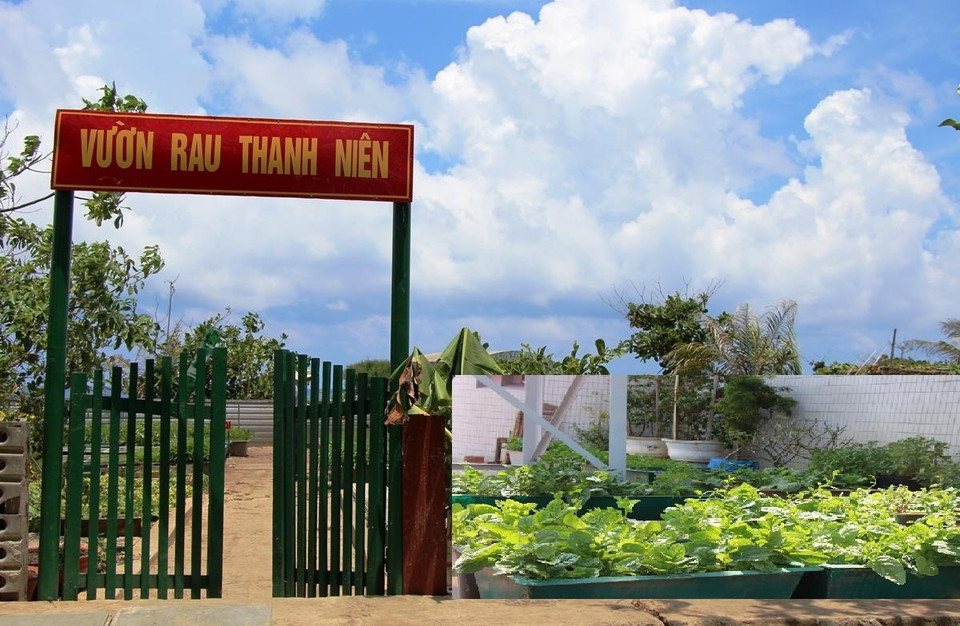 Vườn rau thanh niên trên đảo An Bang, chỉ tính riêng năm 2018, đảo đã thu hoạch được hơn 6 tấn rau xanh. (Ảnh: Hùng Võ/Vietnam+)
