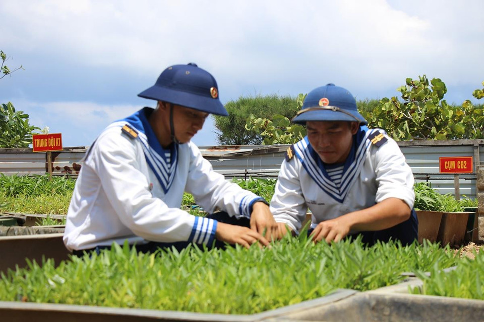 Hàng ngày, ngoài nhiệm vụ canh giữ vùng trời, vùng biển, các chiến sỹ còn tận dụng từng khoảng trống, chắt chiu nước ngọt, dành thời gian chăm trồng các loại rau xanh. (Ảnh: Hùng Võ/Vietnam+)
