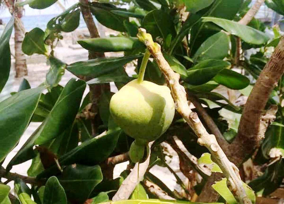 Hiện nay, cây bàng vuông có ở nhiều đảo nổi của quần đảo Trường Sa. Có nhiều cây bàng vuông được Hội đồng Cây di sản Việt Nam công nhận là cây di sản với 8 nhánh. (Ảnh: Hùng Võ/Vietnam+)