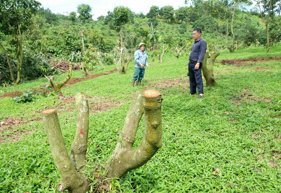 Do giá bơ 034 xuống thấp, nhiều nhà vườn tại huyện Bảo Lâm đã bắt đầu chặt bỏ cây bơ để trồng cà phê hoặc sầu riêng hiện đang có giá trị kinh tế cao hơn. (Ảnh: Nguyễn Dũng/TTXVN)