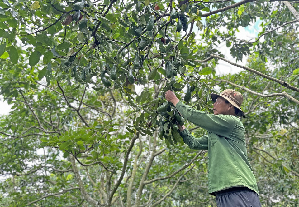 Hộ ông Dương Văn Đô (thôn 6, xã Lộc An, Bảo Lâm) có 1,5 hecta bơ 034 đạt chứng nhận VietGap và hiện tự đóng đi tiêu thụ với giá bình quân 8.000 đồng/kg do đã có thương hiệu. (Ảnh: Nguyễn Dũng/TTXVN)