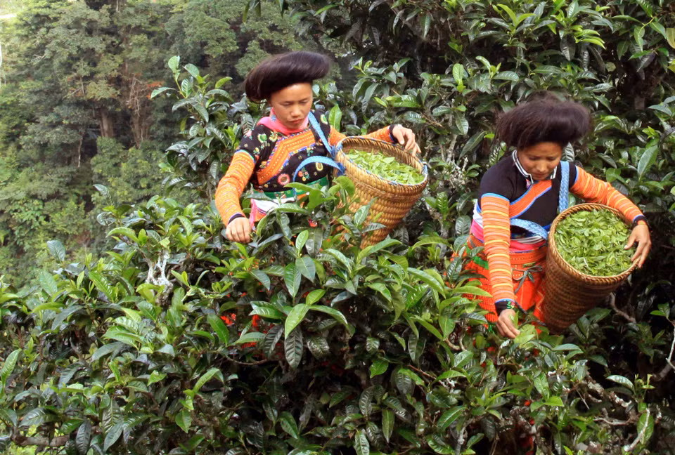 Thu hái chè Shan tuyết cổ thụ tại bản Bẹ, xã Tà Xùa, huyện Bắc Yên (Sơn La). (Ảnh: Quang Quyết/TTXVN)