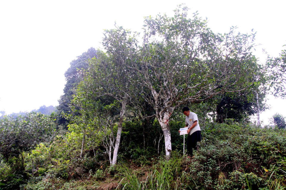 Đặt biển đánh dấu mã số cây chè Shan tuyết tại bản Bẹ, xã Tà Xùa, huyện Bắc Yên (Sơn La) được vinh danh cây di sản. (Ảnh: Quang Quyết/TTXVN) 