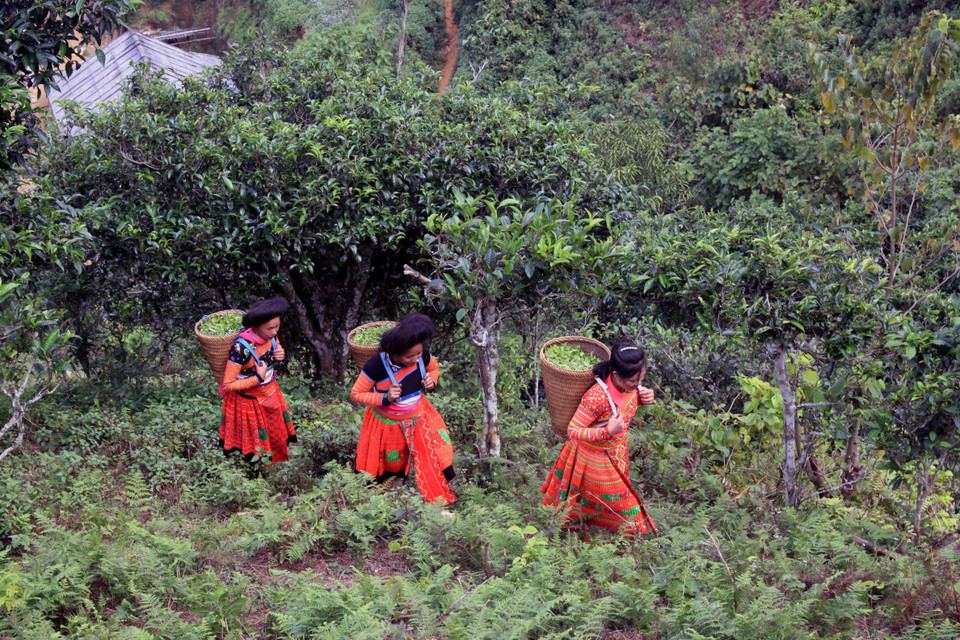 Thu hái chè Shan tuyết cổ thụ tại bản Bẹ, xã Tà Xùa, huyện Bắc Yên (Sơn La). (Ảnh: Quang Quyết/TTXVN)