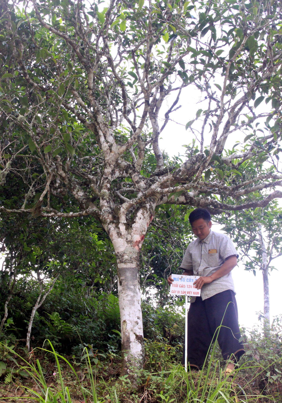 Đặt biển đánh dấu mã số cây chè Shan tuyết tại bản Bẹ, xã Tà Xùa, huyện Bắc Yên (Sơn La) được vinh danh cây di sản. (Ảnh: Quang Quyết/TTXVN) Việt Nam. 