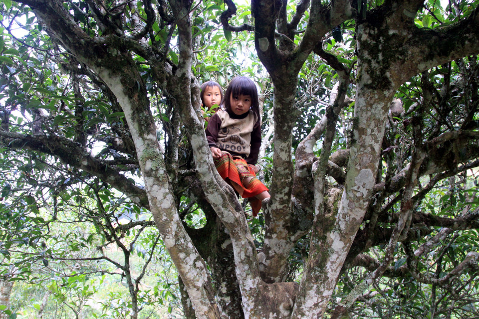 Hiện nay ở bản Bẹ, xã Tà Xùa, huyện Bắc Yên (Sơn La) có hơn 200 cây chè Shan tuyết thuộc loại cây lâu năm, trong đó cây nhiều năm nhất là 300 năm tuổi. (Ảnh: Quang Quyết/TTXVN)