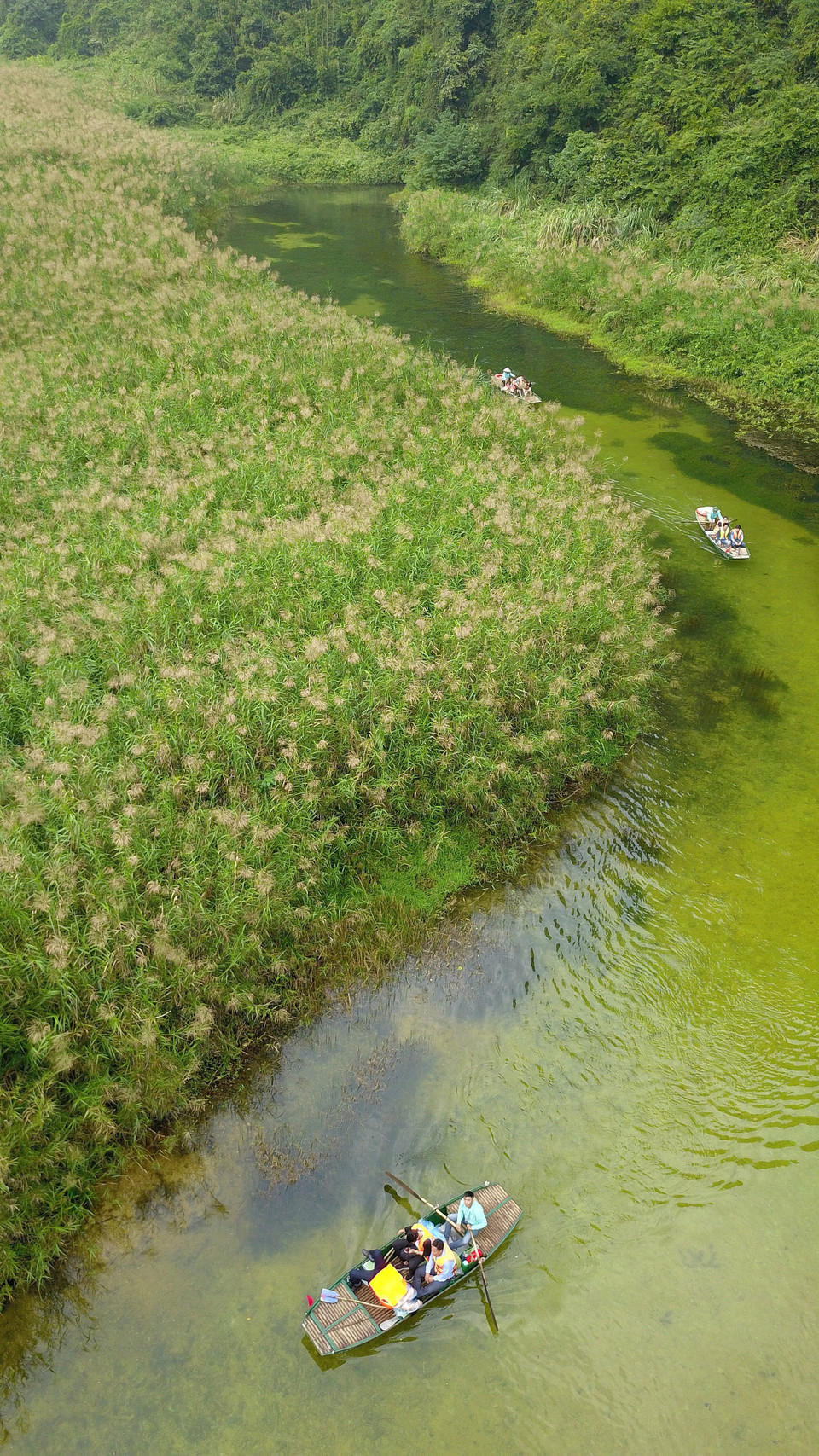 Hoa lau nở bạt ngàn ở khu danh thắng Tràng An. (Ảnh: Minh Đức/TTXVN)