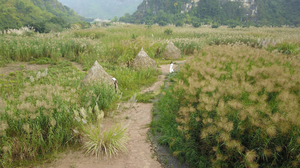 Cánh đồng bông lau trắng dưới chân dãy núi đá hùng vĩ. (Ảnh: Minh Đức/TTXVN)