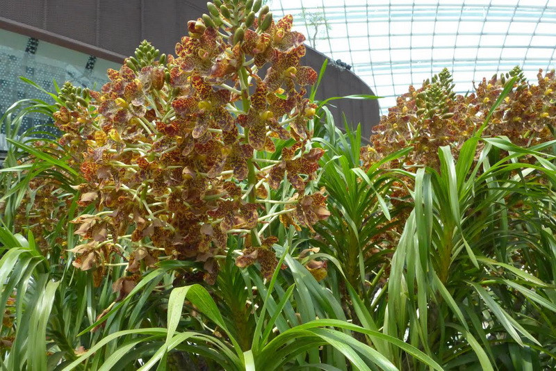 Lễ hội thu hút được rất nhiều du khách. (Ảnh: Kim Yến/Vietnam+)