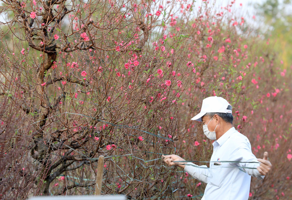 Người dân làng Nhật Tân chằng, buộc gọn tán những cây đào chuẩn bị xuất ra thị trường. (Ảnh: Hoàng Hiếu/TTXVN)