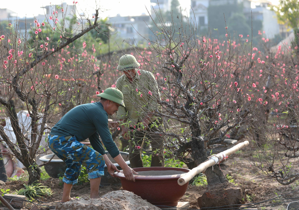 Nhà vườn vận chuyển cây đào đẹp cho khách đặt trước. (Ảnh: Hoàng Hiếu/TTXVN)