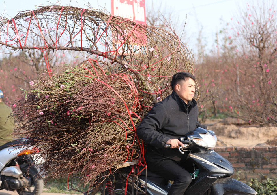 Những cành đào theo chân thương lái ra thị trường phục vụ khách đón xuân Quý Mão. (Ảnh: Hoàng Hiếu/TTXVN)
