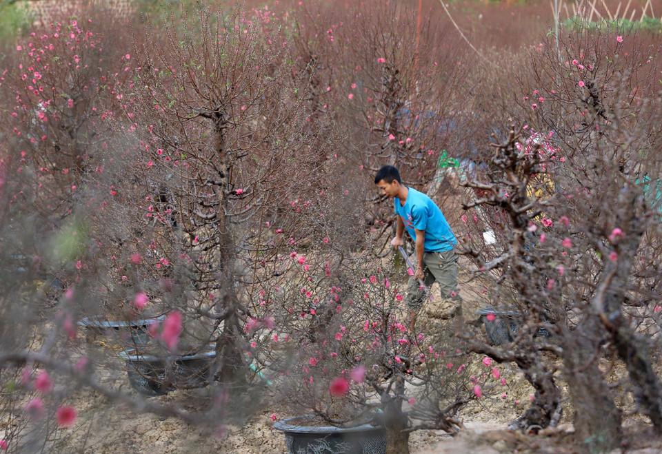 Người dân làng Nhật Tân chăm sóc vườn đào ngày mùa. (Ảnh: Hoàng Hiếu/TTXVN)
