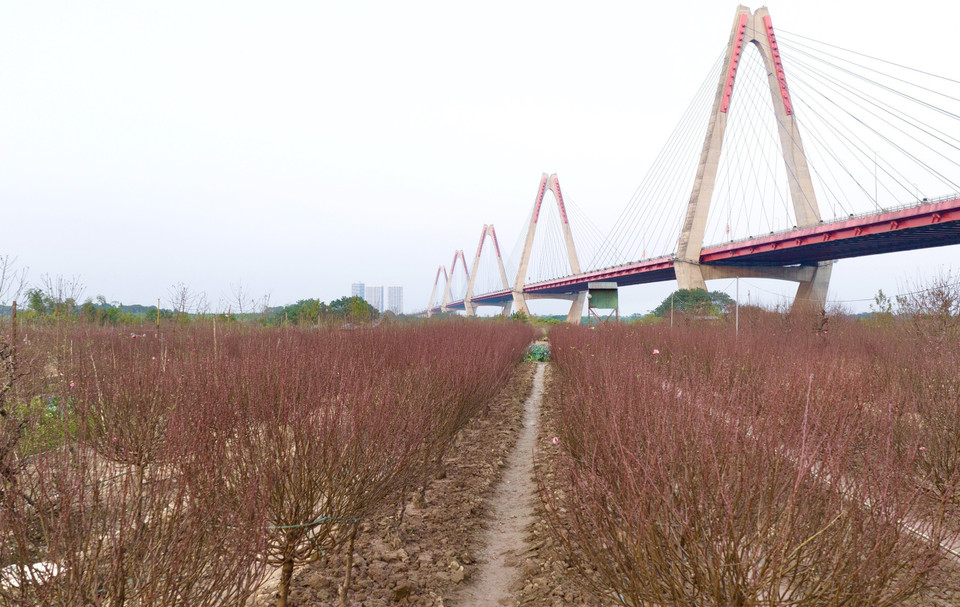 Làng đào Nhật Tân với hàng vạn gốc đào khoe sắc bên cây cầu nổi tiếng ở Thủ đô. (Ảnh: Hoàng Hiếu/TTXVN)