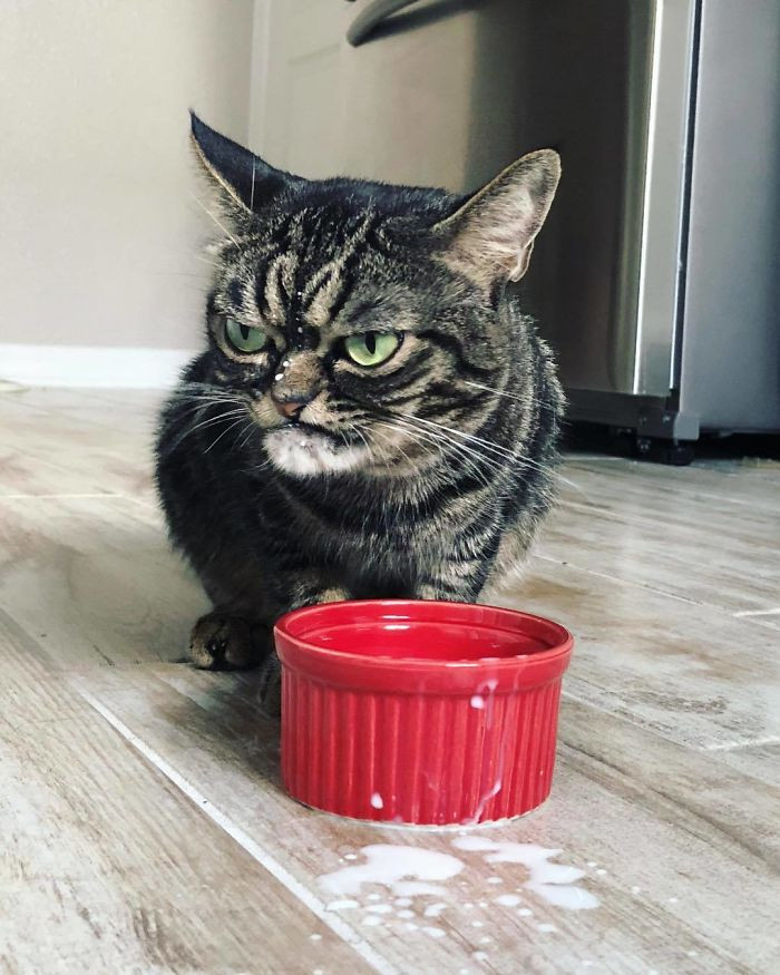 Bởi vậy, những bức ảnh chụp Kitzia với gương mặt thường xuyên cau có đã nhanh chóng trở nên nổi tiếng trên mạng xã hội.(Nguồn: Boredpanda)