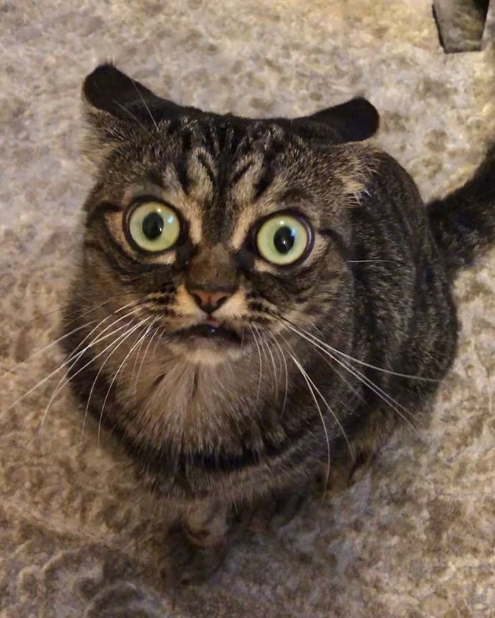 Kitzia, với nghĩa là 'kitty' (mèo con), sống tại Florida, Mỹ cùng chủ nhân Viktoriia Otdielnova. (Nguồn: Boredpanda)