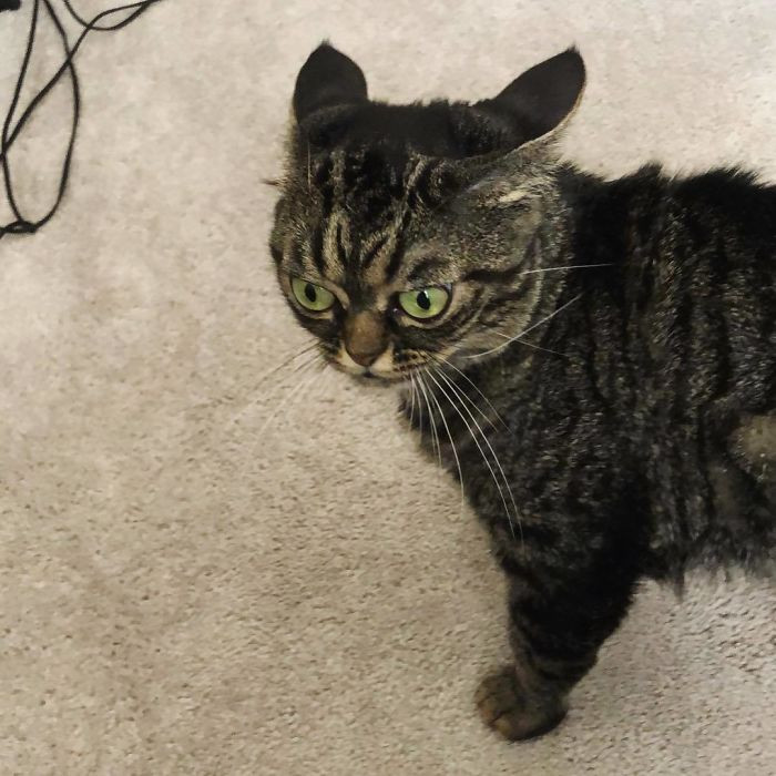 Trước đó, năm 2019, chú mèo cau có nổi tiếng cộng đồng mạng với fanpage Grumpy Cat đã qua đời, khiến nhiều người tiếc nuối. Bởi vậy sự xuất hiện của Kitzia đã được rất nhiều người ưa thích. (Nguồn: Boredpanda)