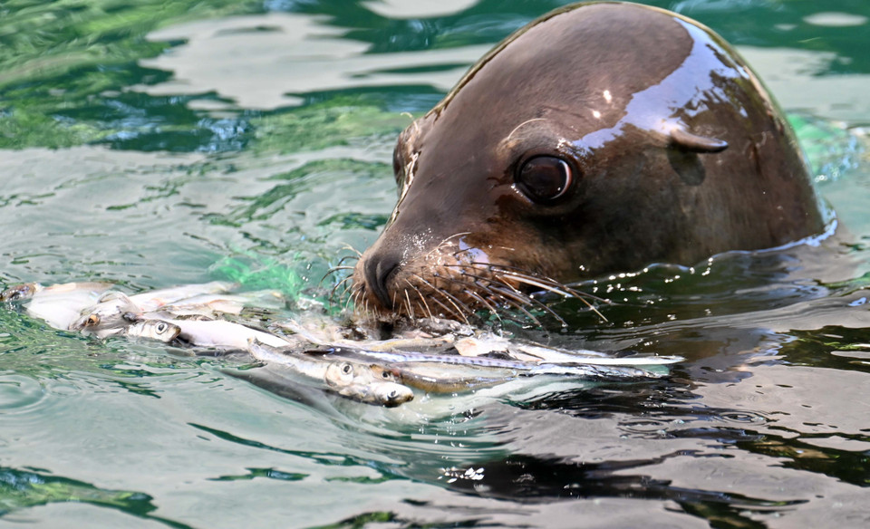 Sư tử biển ăn khay cá đóng đá để giải nhiệt trong thời tiết nắng nóng gay gắt tại vườn thú ở Rome, Italy, ngày 19/7. (Nguồn: THX/TTXVN)