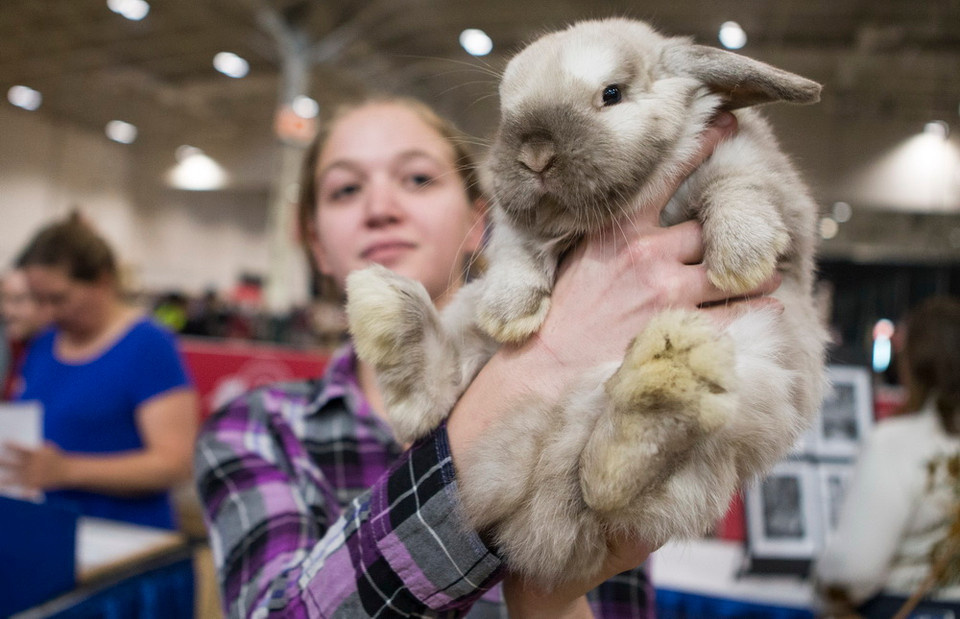 Khách thăm quan với thú cưng tại Hội chợ Nông nghiệp Hoàng gia mùa đông Toronto, Canada ngày 12/11. (Ảnh: THX/TTXVN)