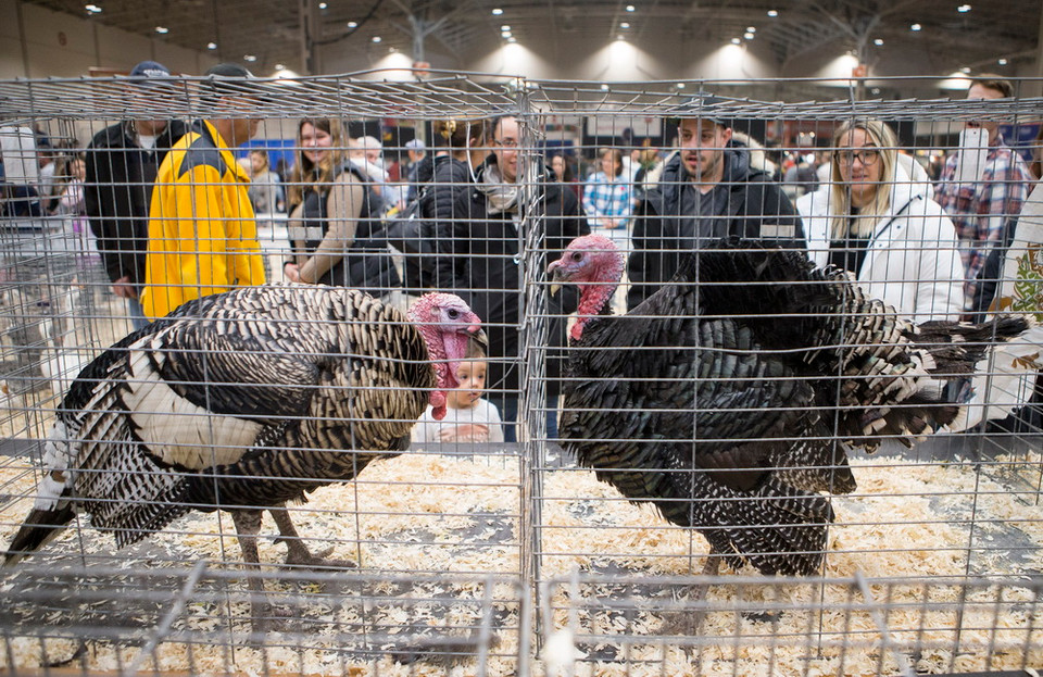 Các loài thú cưng và gia cầm được giới thiệu tại Hội chợ Nông nghiệp Hoàng gia mùa đông Toronto, Canada ngày 12/11. (Ảnh: THX/TTXVN)