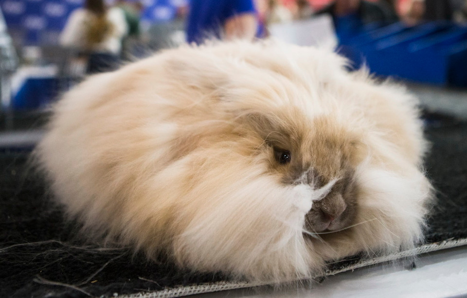 Một giống thỏ Angola được trưng bày tại Hội chợ Nông nghiệp Hoàng gia mùa đông Toronto, Canada ngày 12/11. (Ảnh: THX/TTXVN)