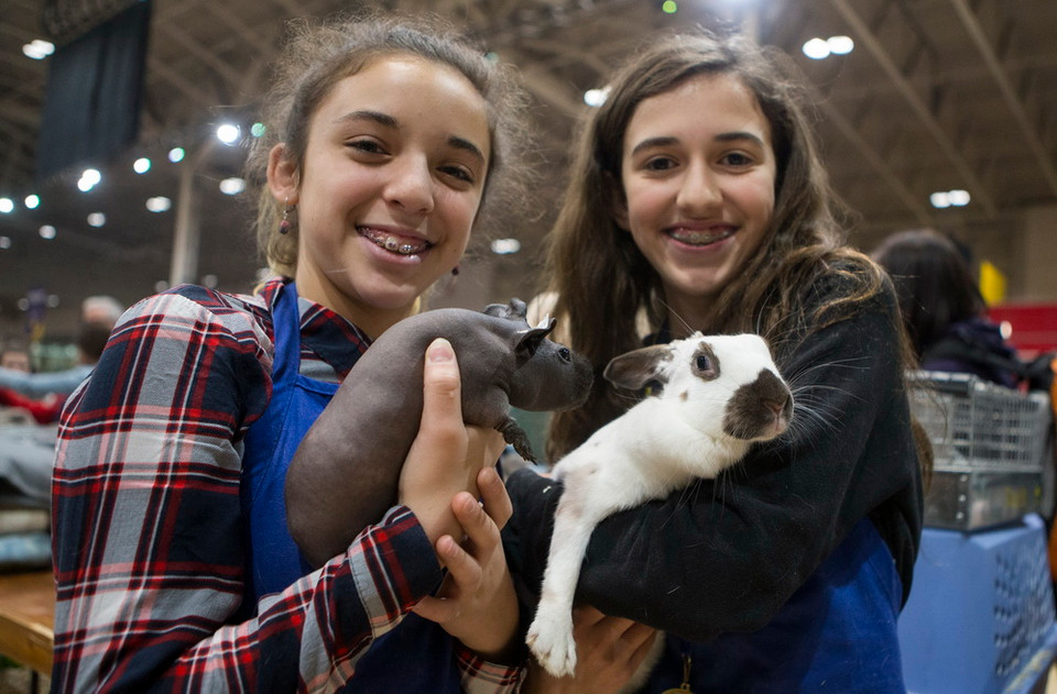 Khách thăm quan bên các con thú cưng tại Hội chợ Nông nghiệp Hoàng gia mùa đông Toronto, Canada ngày 12/11/2018. (Ảnh: THX/TTXVN)