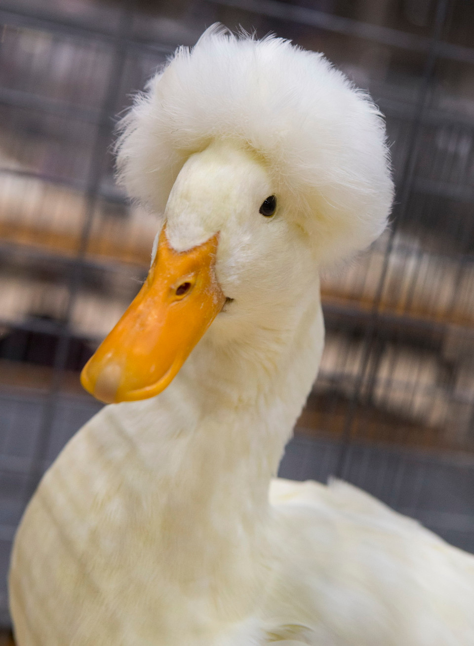 Một loại vịt có mào được giới thiệu tại Hội chợ Nông nghiệp Hoàng gia mùa đông Toronto, Canada ngày 12/11. (Ảnh: THX/TTXVN)