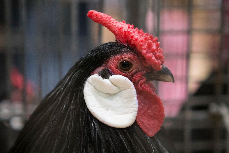 Một loại gà Bantam mào đỏ được giới thiệu tại Hội chợ Nông nghiệp Hoàng gia mùa đông Toronto, Canada ngày 12/11. (Ảnh: THX/TTXVN)