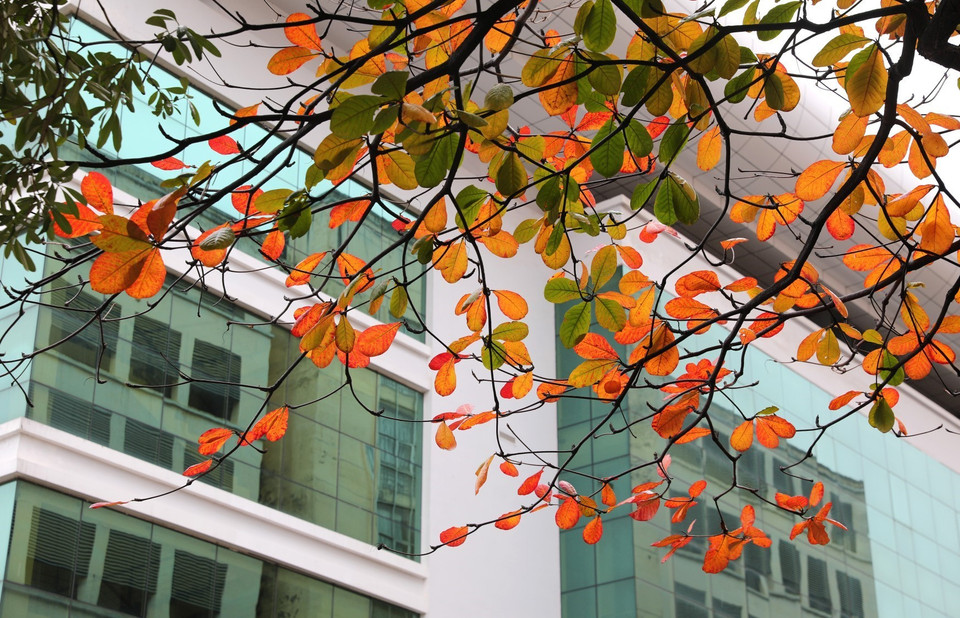 Những ô cửa sổ trường Đại học Sư phạm Hà Nội trở nên lãng mạn hơn nhờ sắc vàng sắc đỏ mùa cây thay lá. (Ảnh: Thành Đạt/TTXVN)