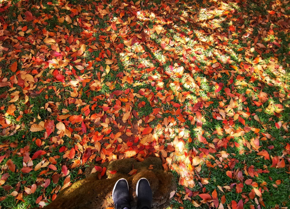 Những chiếc lá vàng phủ đầy mặt cỏ xanh đẹp như 1 bức tranh. (Ảnh: Thành Đạt/TTXVN)