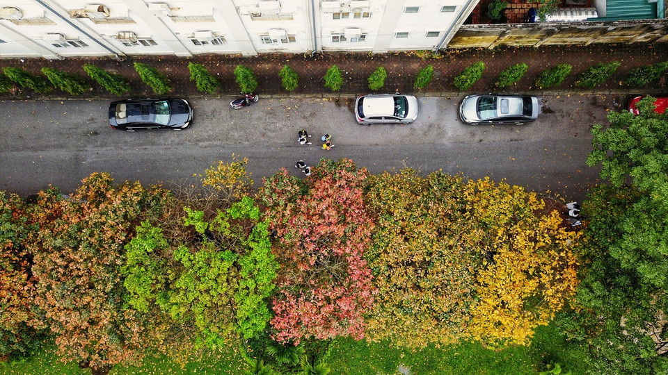 Hàng cây lộc vừng lá vàng, lá đỏ trải dài hơn 100 mét trong khuôn viên trường Đại học Sư phạm Hà Nội. (Ảnh: Thành Đạt/TTXVN)