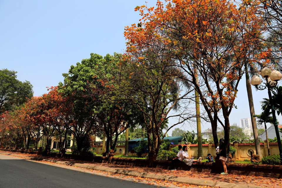 Những cây lộc vừng già chuyển màu đỏ cùng hàng rào đá ong tạo nên con đường tuyệt đẹp dẫn vào thư viện trường ĐH Sư phạm. (Ảnh: Thành Đạt/TTXVN)
